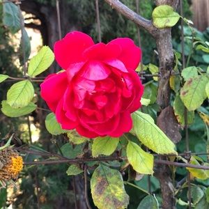 Meet your Posher, Celia